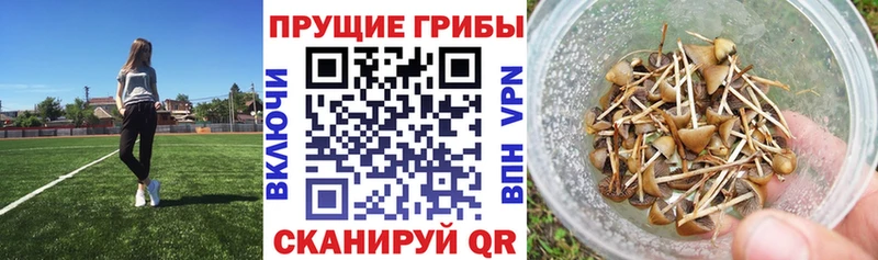 Галлюциногенные грибы мицелий  Купить закладки  Чебоксары 